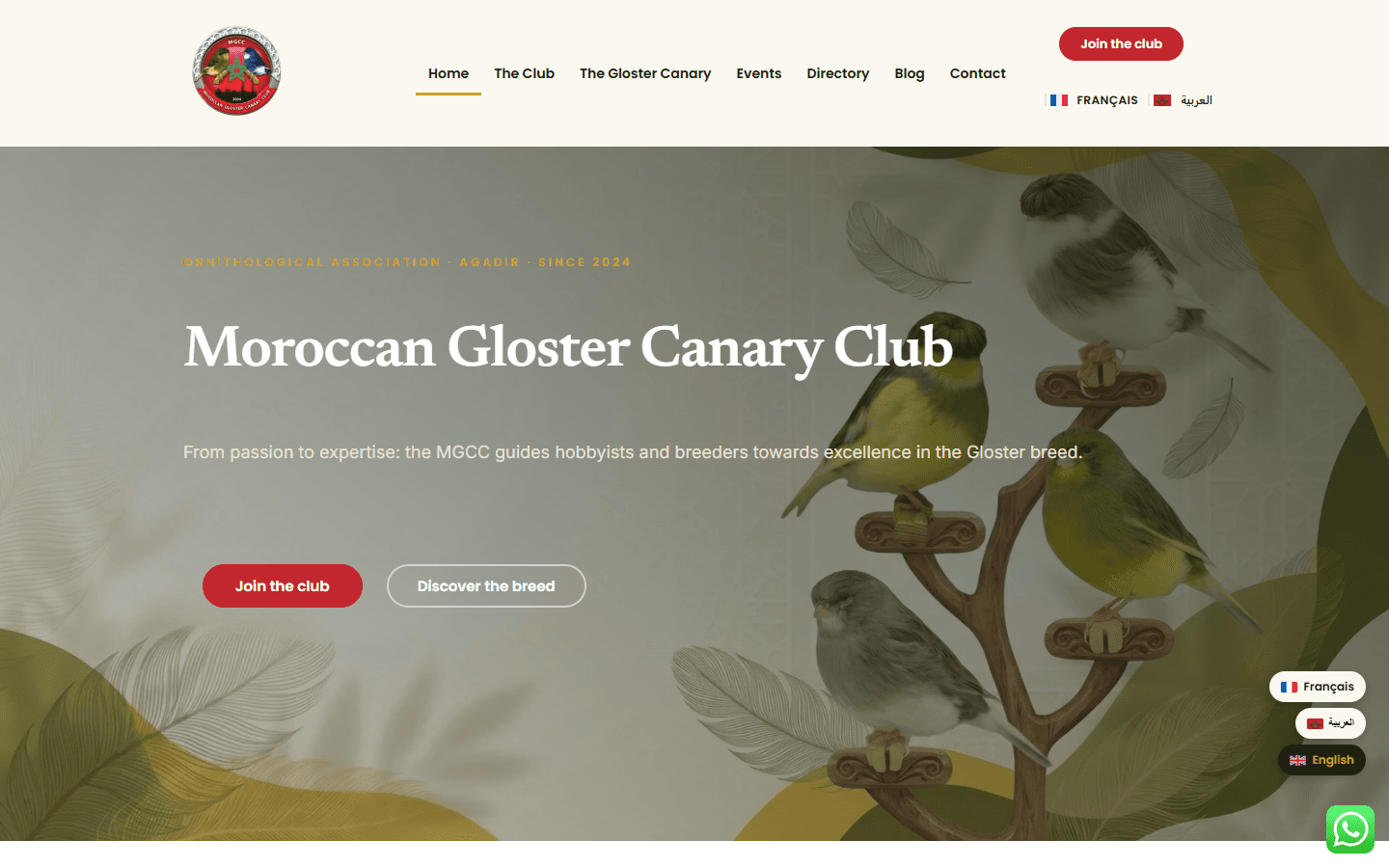 Moroccan Gloster Canary Club, Association / Site trilingue