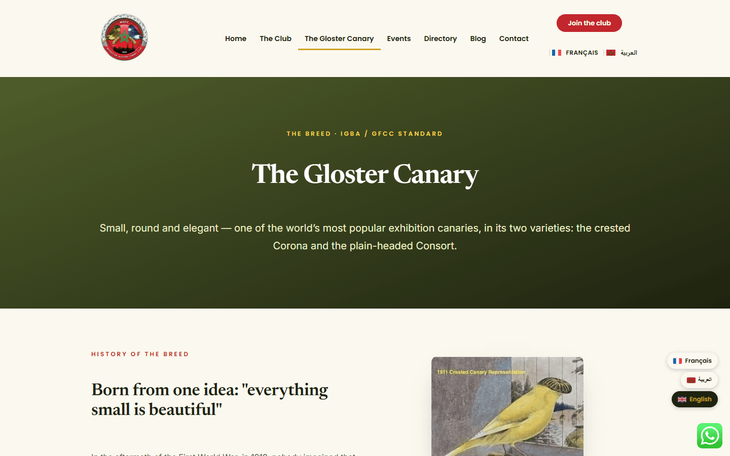 Moroccan Gloster Canary Club · Le canari Gloster